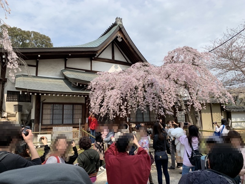氷室神社の満開のしだれ桜を撮影する観光客