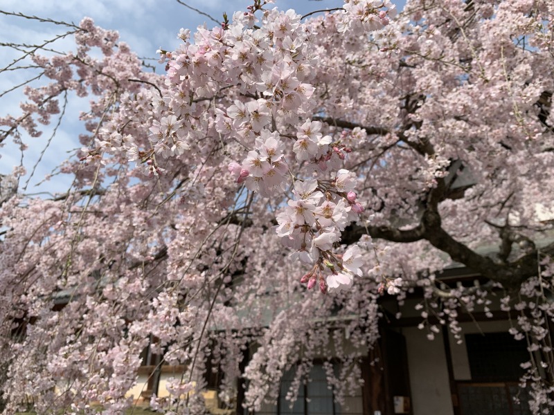 氷室神社の満開のしだれ桜