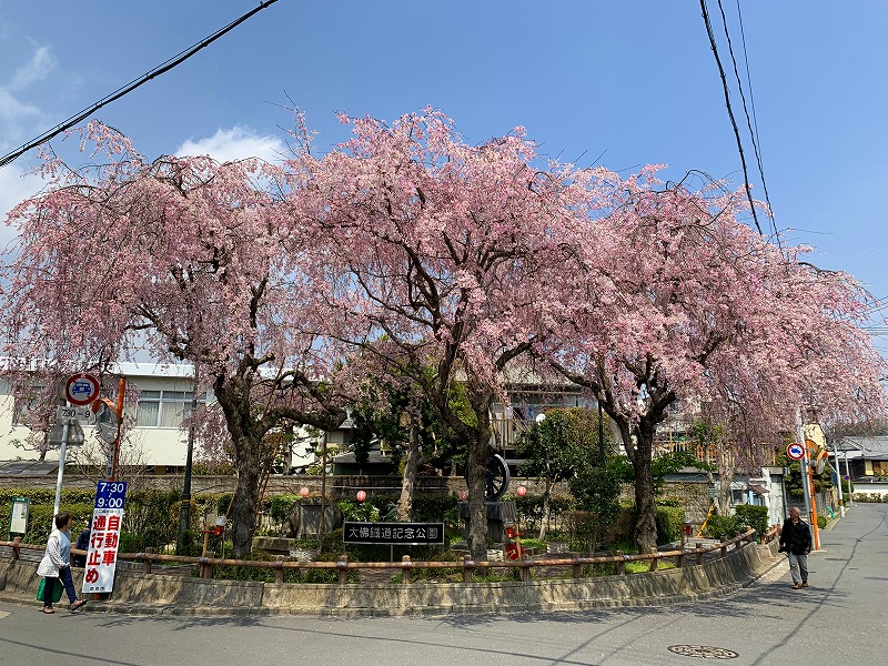 大仏鉄道記念公園の桜