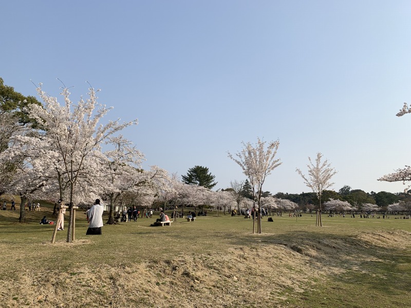 春日野園地の桜