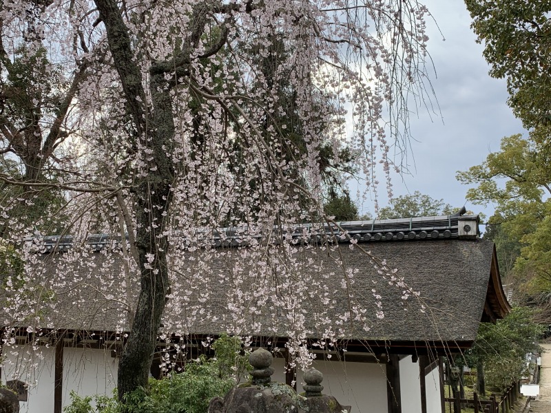 春日大社の西回廊の桜