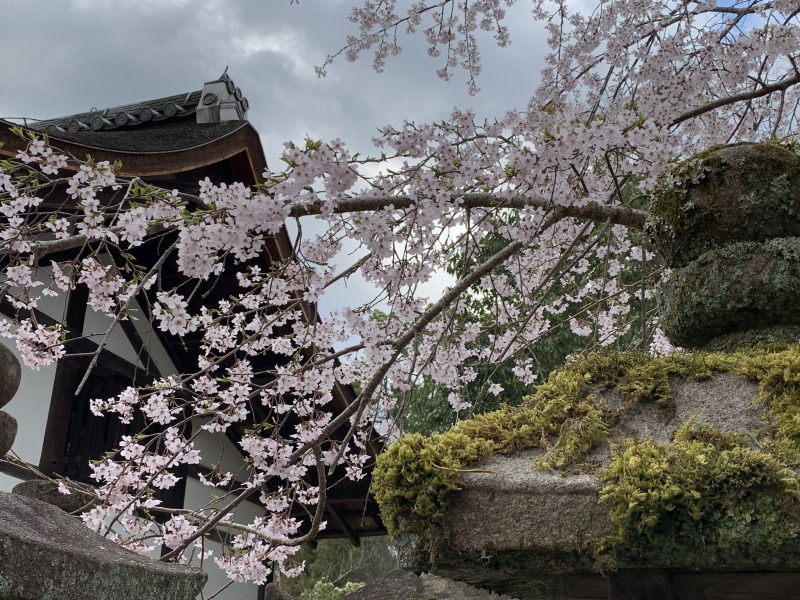 阿倍仲麻呂公の歌碑に咲く桜